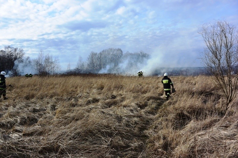 Strażacy gasili pożar traw w Czernicy
