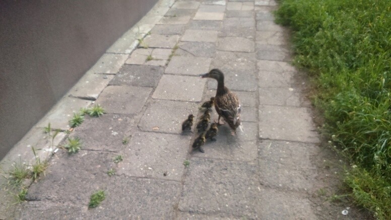 Kaczka z młodymi na ulicy w Gorzowie