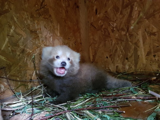 Panda mała przyszła na świat w łódzkim zoo. Uroczy maluch już otworzył oczy, ale dopiero za trzy miesiące wyjdzie z legowiska. Nie wiadomo nawet, jakiej jest płci.CZYTAJ DALEJ NA KOLEJNYM SLAJDZIE