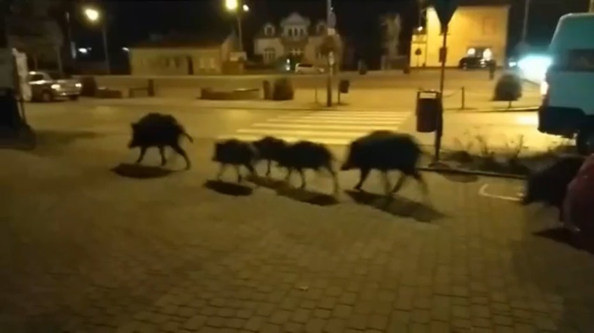 Brzesko. Rodzina dzików w centrum miasta, locha prowadziła warchlaki przez Plac Kazimierza Wielkiego [ZDJĘCIA]