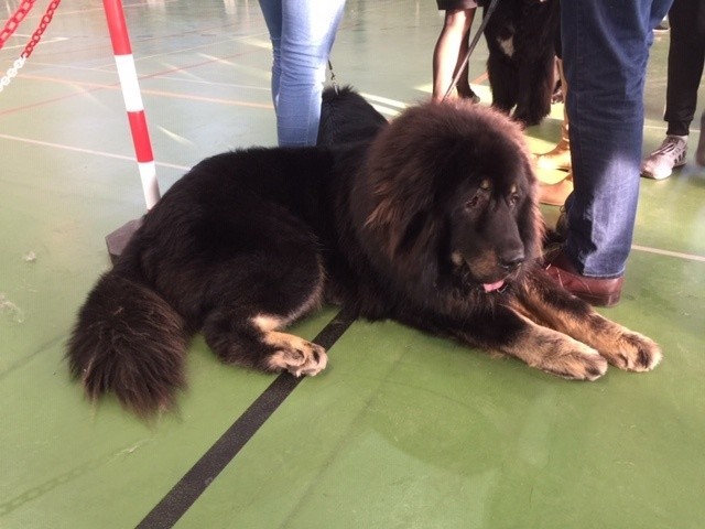 W Mielnie odbywała się wystawa psów rasowych. Impreza została zorganizowana w hali sportowej przy mieleńskiej szkole podstawowej. Zobacz także Wystawa Psów w Manowie
