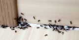 Jak pozbyć się mrówek z domu? Wystarczy wykorzystać produkt za 3 zł. Domowy sposób na inwazję owadów na balkonie i w kuchni