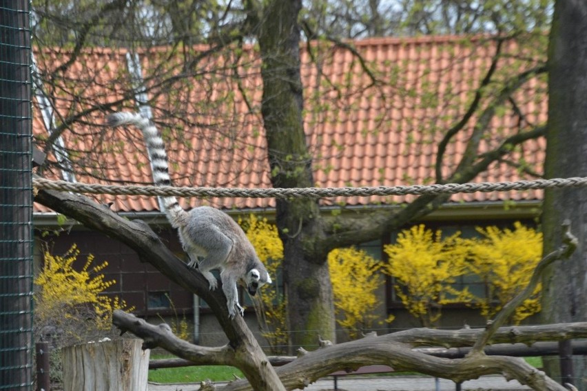 We wrocławskim zoo urodziły się małe lemury katta /...