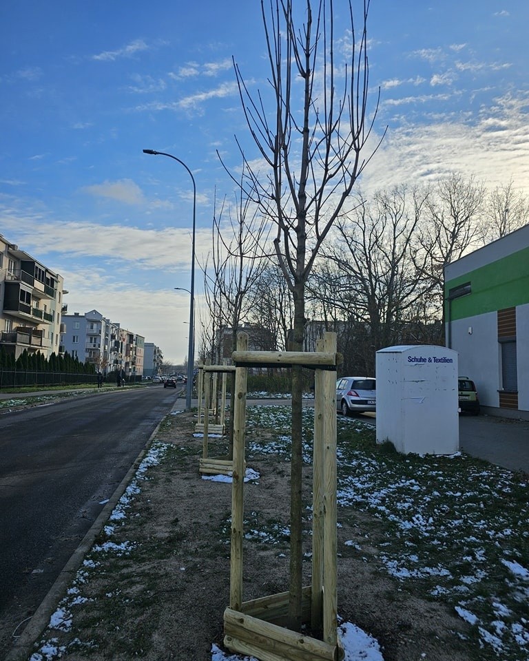 W 2023 roku we Włocławku posadzono ponad 700 dużych drzew.