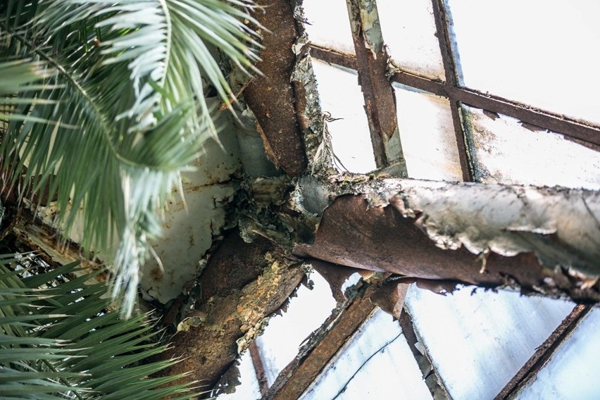 Na ratunek 150-letniej palmie daktylowej [ZDJĘCIA]