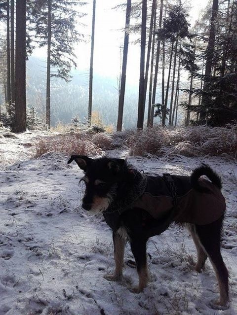 Pikuś w brązowym kubraczku skradziony sprzed galerii Starówka w Stargardzie