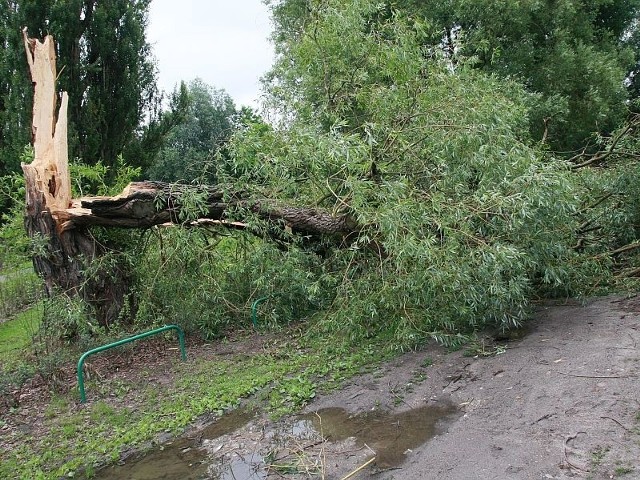 Obalone przez wiatr drzewa mają zostać usunięte najpóźniej w przyszłym tygodniu.