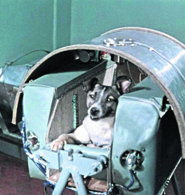 Takim eksperymentalnym psem była „kosmonautka Łajka”, wysłana w 1957 roku na orbitę okołoziemską na pokładzie radzieckiego satelity