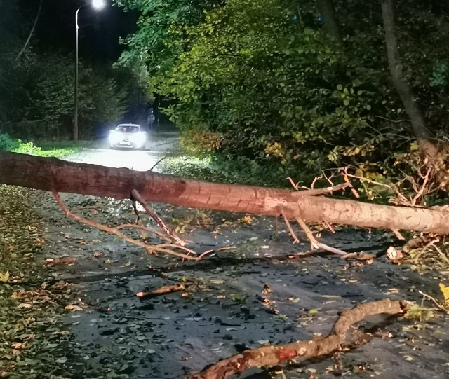 Na zdjęciu drzewo przewrócone w powiecie kieleckim w czwartek, 21 października.