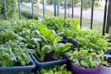 Jakie warzywa posadzić na balkonie? Polecamy 10 roślin do doniczkowego warzywnika