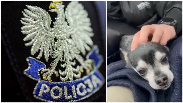 Policjanci uratowali w Ogrodzieńcu błąkającego się, małego psiaka