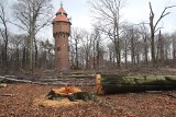 Efekt lex Szyszko w Katowicach: znów nielegalna wycinka drzew