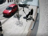 W Lęborku pies zerwał się i zaatakował trzy osoby, w tym 8-letnią dziewczynkę! Właściciel zostawił go na ulicy przywiązując tylko do słupka 