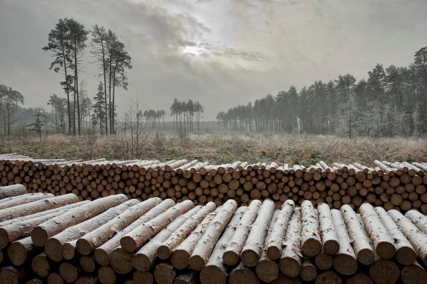 Jakie są ceny drewna opałowego w śląskich nadleśnictwach?...