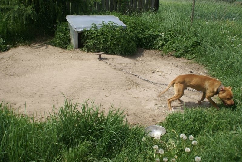 Nielegalna hodowla psów