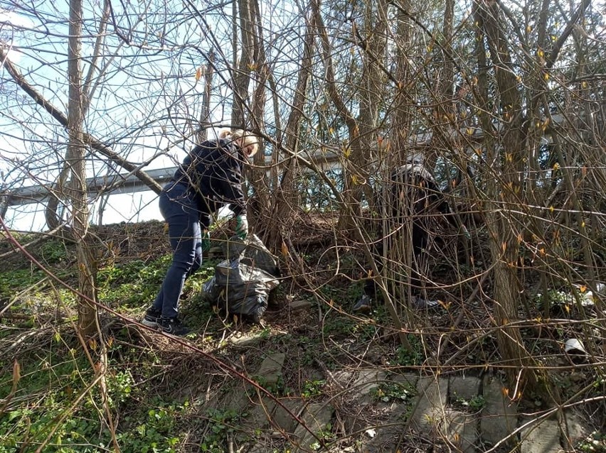 Akcja sprzątania brzegu Krzyworzeki w Wiśniowej