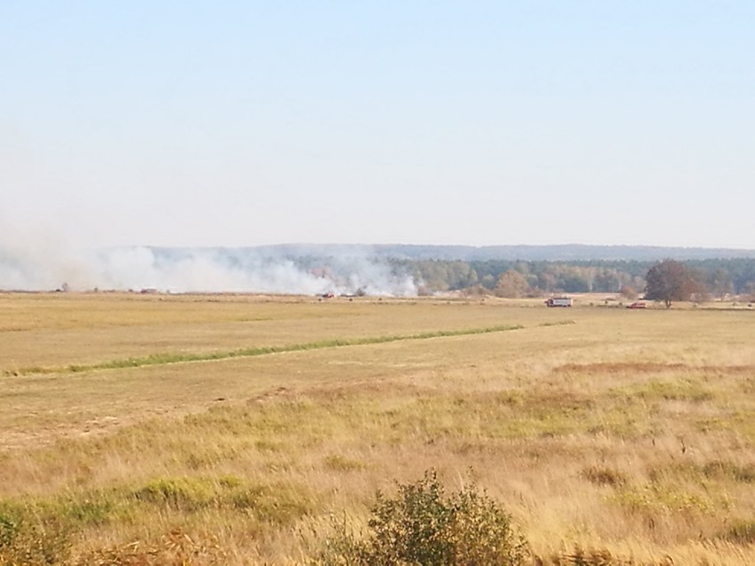 Pożar w Wołczkowie. Pięć zastępów walczy z ogniem [ZDJĘCIA]