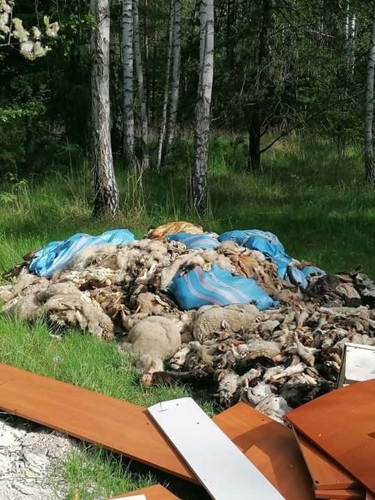 Odpady zwierzęce porzucone w lesie na terenie Mysłowic....