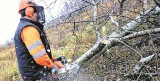 Wycinka drzew zatrzyma ruch pod Łowiczem na DK 14, DK 70 i DK 92