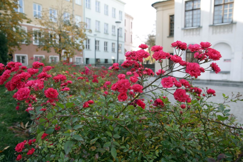 Jesień w Lublinie. Miasto zadbało o różnorodne i kolorowe nasadzenia. Zobacz zdjęcia