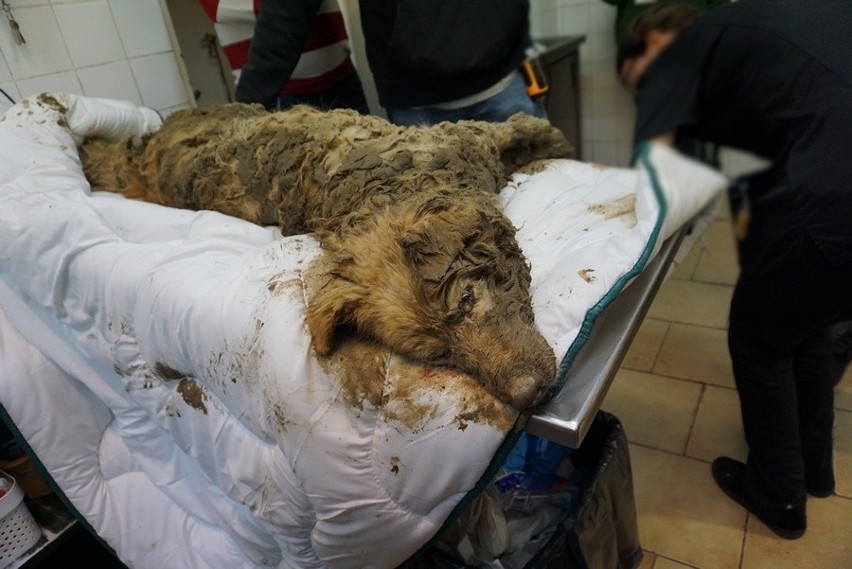 Pies wykopany spod ziemi w Zabierzowie przy ul. Przy Torze