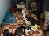 Dolny Śląsk: Trzymała w domu 26 kotów. TOZ odebrał je siłą [ZDJĘCIA]