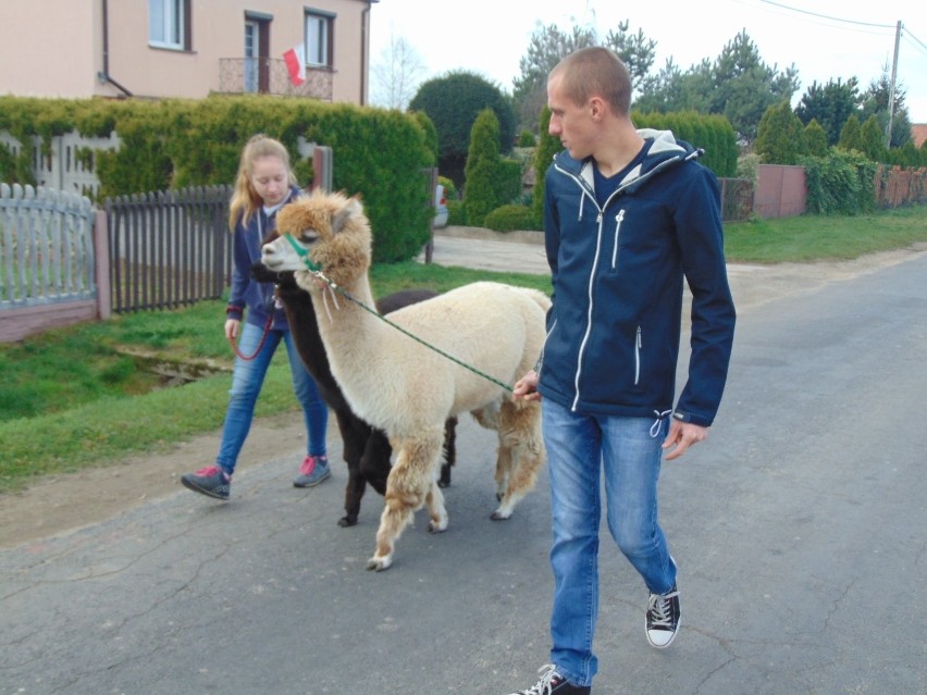 Kala, Pepsi, Prim, Ptyś - to nie imiona bohaterów nowej...