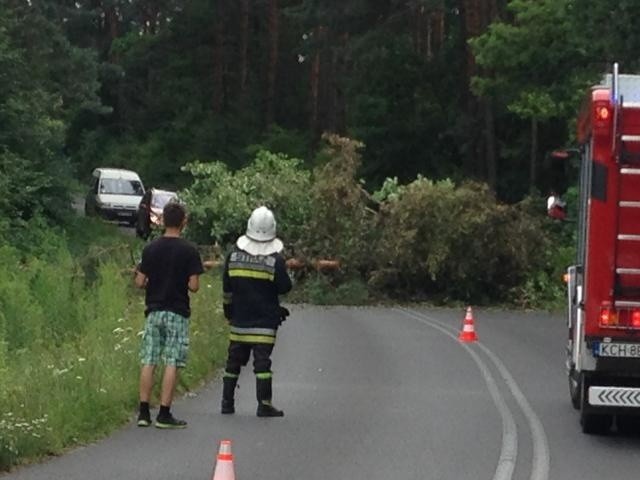 Bolęcin. Uwaga na drogę runęło drzewo. Są utrudnienia [KRÓTKO, ZDJĘCIA]