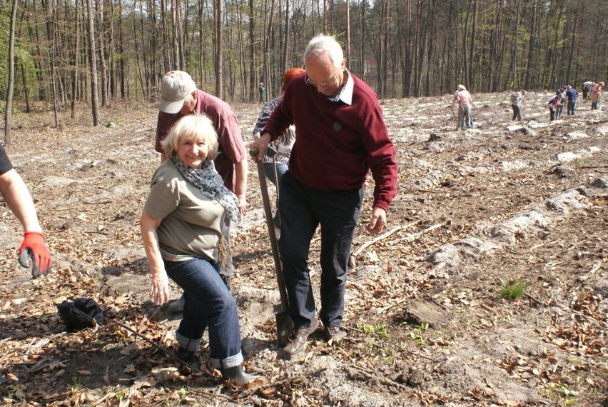 Sadzenie Lasu Europejskiego w Dąbrowie Górniczej w 2015 i...