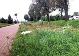 Łąki kwietne w Malborku przycięte przy samej ziemi. Co sezon zmienia się ich wygląd. Wiosną z nasion wyrosną kolejne rośliny
