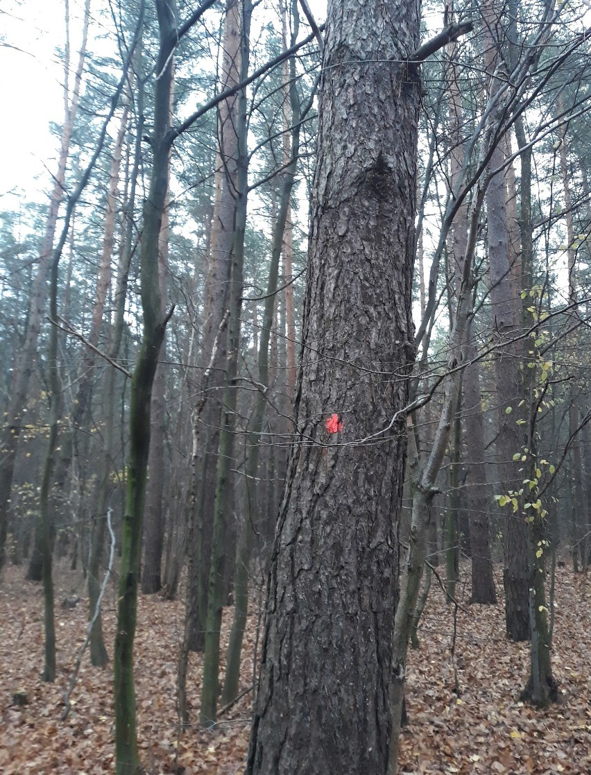 Drzewa w lesie Uroczysko Bagno przeznaczone do wycięcia