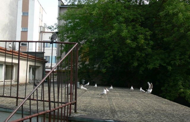 Ptaki jedzą resztki jedzenia na dachu garażu przy ulicy Moniuszki w Tarnobrzegu.