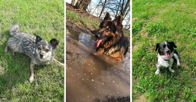 26 sierpnia obchodzimy Międzynarodowy Dzień Psa. Poprosiliśmy naszych czytelników o przesłanie zdjęć ich ulubieńców. Oto zdjęcia Waszych czworonogów. Wybraliśmy te, które na Facebooku zyskały największą popularność.Zobacz na kolejnych slajdach zdjęcia psów naszych czytelników - posługuj się myszką, klawiszami strzałek na klawiaturze lub gestami