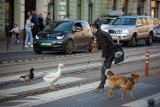 Mężczyzna z gęsią, kaczką i psem przechadza się ulicami Krakowa i... całej Polski. I tak od roku kiedy zrobiło się o nich głośno