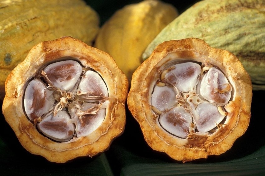 Każdy owoc kakaowca zawiera kilkadziesiąt ziaren, które po...