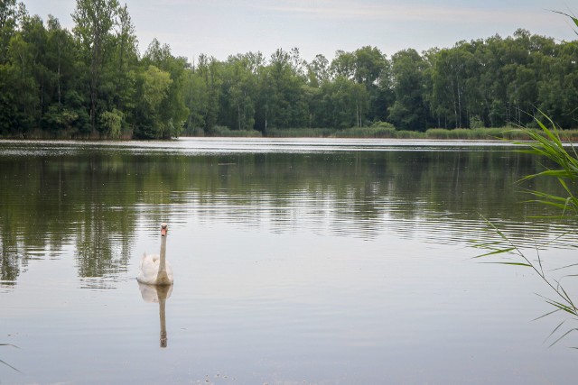 Sosnowiecki Balaton zyska nowe otoczenie Zobacz kolejne zdjęcia/plansze. Przesuwaj zdjęcia w prawo naciśnij strzałkę lub przycisk NASTĘPNE