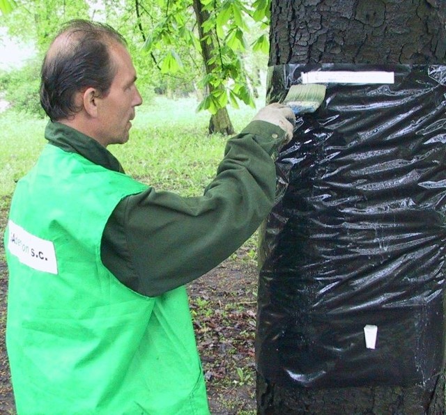 Na drzewach pojawią się specjalne foliowe na szkodniki.