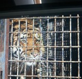 Tygrysy uratowane z transportu nabierają sił w zoo k. Człuchowa. Do Canpolu ze wsparciem pojechali pracownicy Ogrodu Zoologicznego z Gdańska