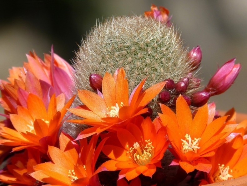 Słońce uwielbiają kaktusy. Wśród nich są gatunki o pięknych...