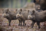 Dziki w Gdyni padły z powodu ASF! Zakaz wejścia do lasów