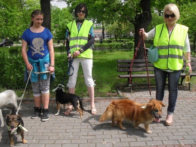 W piątek podczas Marszu Ekologicznego w Kędzierzynie-Koźlu wolontariusze Towarzystwa Opieki nad Zwierzętami zachęcali do adopcji psów z tamtejszego schroniska.