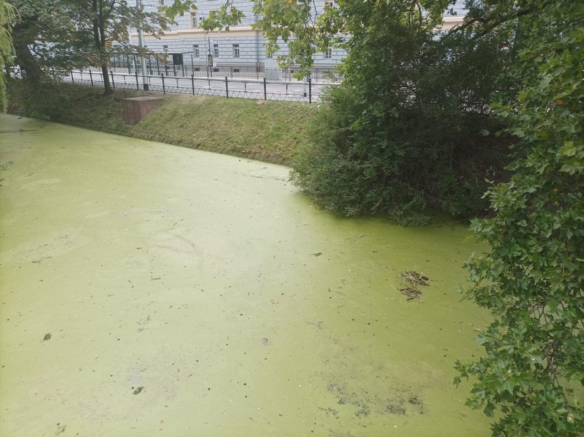 We wrocławskiej fosie miejskiej znaleziono mnóstwo śniętych...