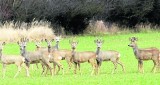 Rolnicy: Zwierząt jest za dużo - potrzebny odstrzał. Chodzi nie tylko o dziki