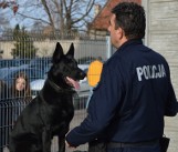 Policja w Kluczborku ma nowego funkcjonariusza. To owczarek Red, który specjalistyczne szkolenie zakończył jako prymus