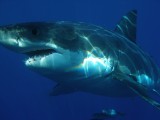 USA: Złapał rekina gołymi rękami i otworzył mu pysk, by zrobić sobie zdjęcie [FILM]