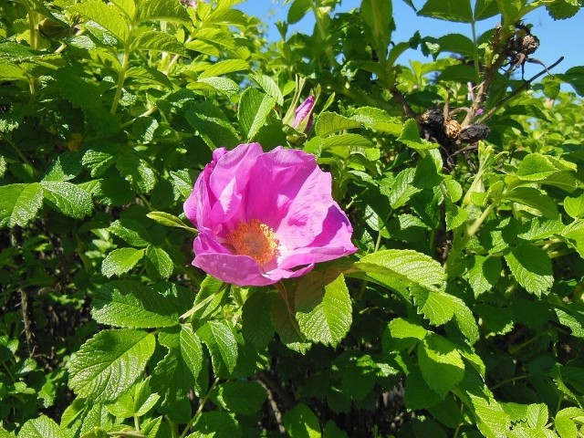 Róża pomarszczonaRóża zyskała przydomek "pomarszczona" ze względu na swoje pomarszczone liście.