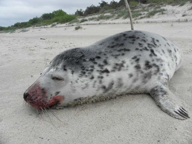 Martwa foka na plaży w Rowach.