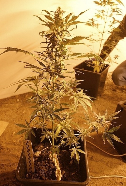 Śledczy z Prokuratury Rejonowej Białystok-Południe szacują, że z tych roślin można było uzyskać około 873 gramy marihuany