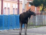 Agresywny łoś sterroryzował Zambrów. Wterynarz tak uśpił łosia, że ten zdechł