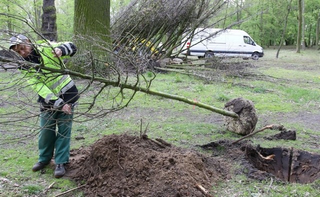 W Toruniu posadzonych zostanie 300 nowych drzew